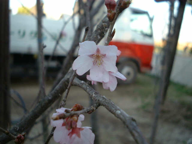 ジュウガツザクラ（四季桜）