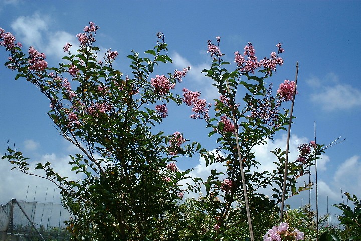 サルスベリ　母樹